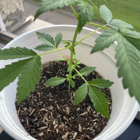 Pink Rozay Automatic growlog timeline photo