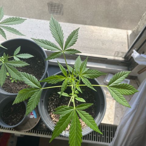Jack Herer Automatic growlog timeline photo