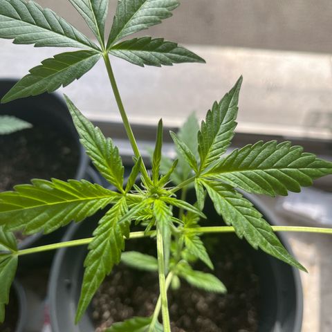 Jack Herer Automatic growlog timeline photo