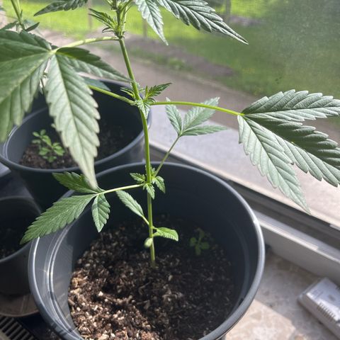 Jack Herer Automatic growlog timeline photo
