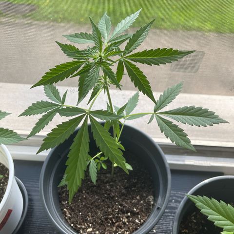 Purple Haze Automatic growlog timeline photo
