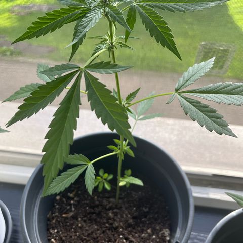 Purple Haze Automatic growlog timeline photo