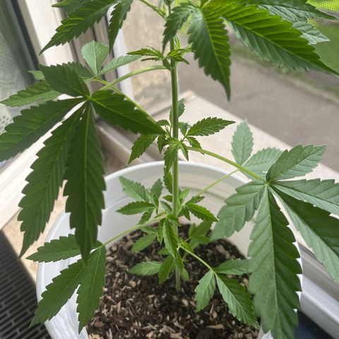 Pink Rozay Automatic growlog timeline photo