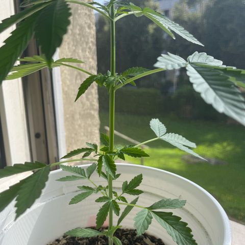 Pink Rozay Automatic growlog timeline photo