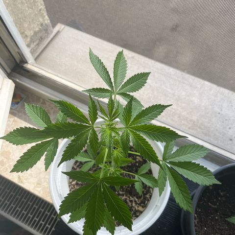 Pink Rozay Automatic growlog timeline photo
