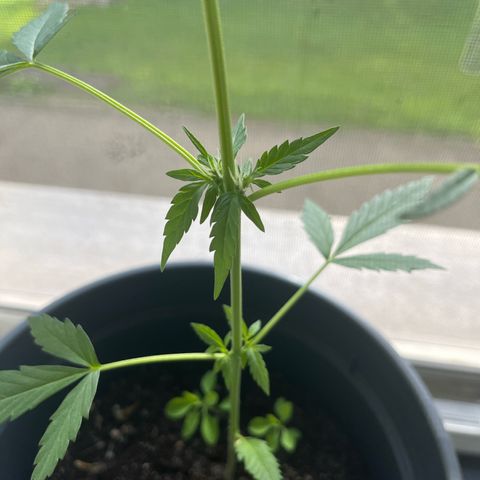 Purple Haze Automatic growlog timeline photo