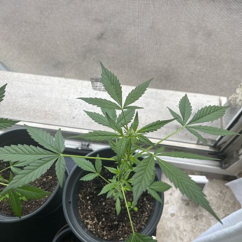 Jack Herer Automatic growlog timeline photo