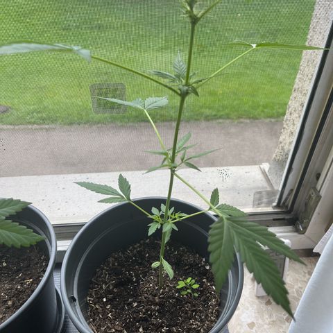 Jack Herer Automatic growlog timeline photo