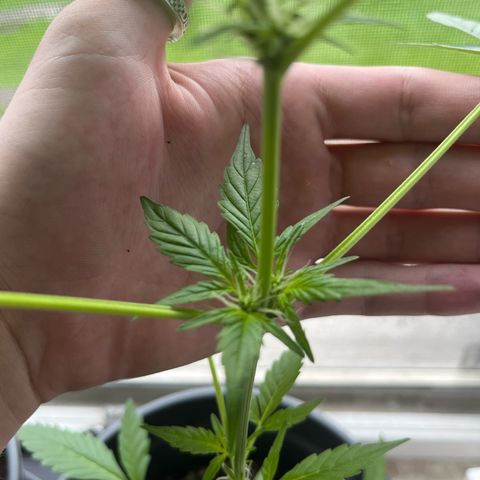 Jack Herer Automatic growlog timeline photo