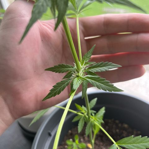 Purple Haze Automatic growlog timeline photo