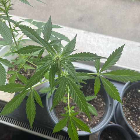 Purple Haze Automatic growlog timeline photo