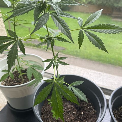 Purple Haze Automatic growlog timeline photo