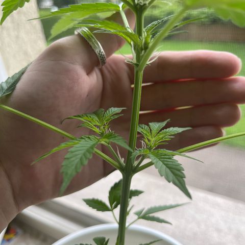 Pink Rozay Automatic growlog timeline photo