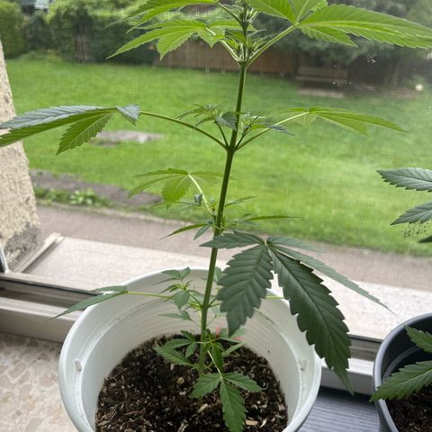 Pink Rozay Automatic growlog timeline photo