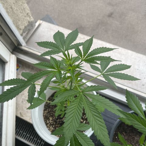 Pink Rozay Automatic growlog timeline photo