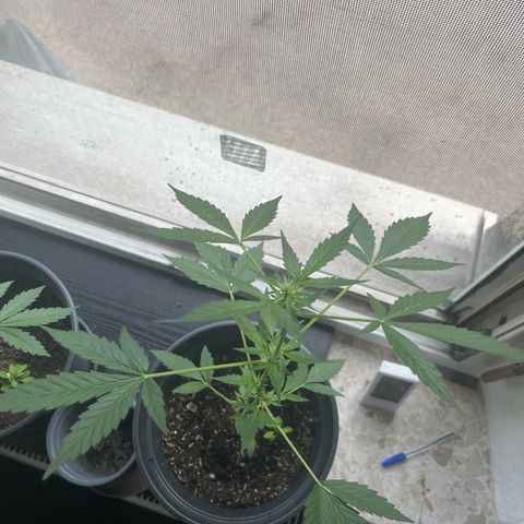 Jack Herer Automatic growlog timeline photo