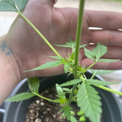 Jack Herer Automatic growlog timeline photo