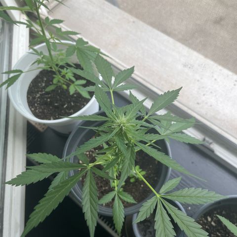 Purple Haze Automatic growlog timeline photo