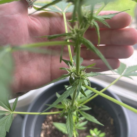 Purple Haze Automatic growlog timeline photo