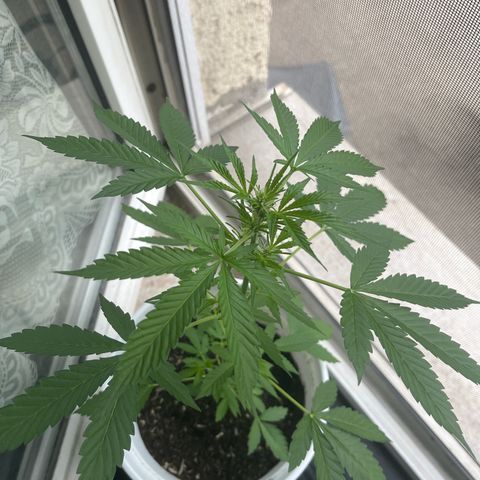 Pink Rozay Automatic growlog timeline photo