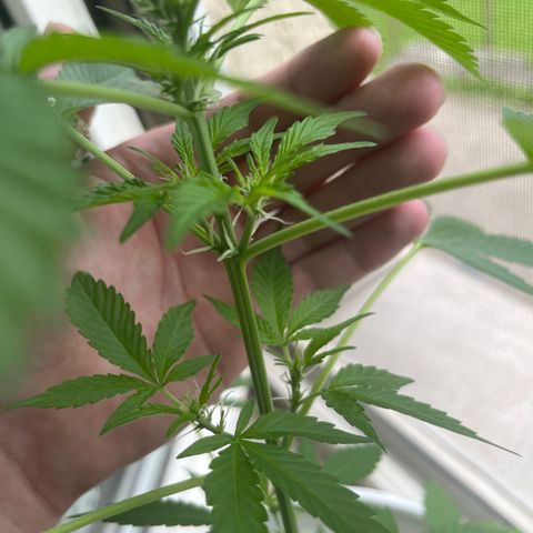 Pink Rozay Automatic growlog timeline photo