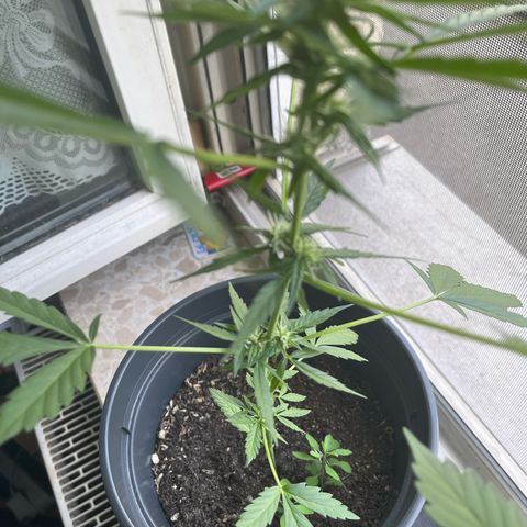 Purple Haze Automatic growlog timeline photo