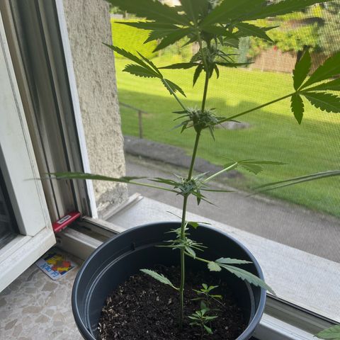 Purple Haze Automatic growlog timeline photo