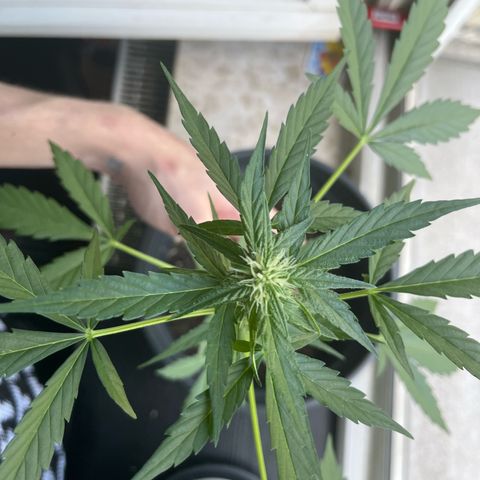 Purple Haze Automatic growlog timeline photo