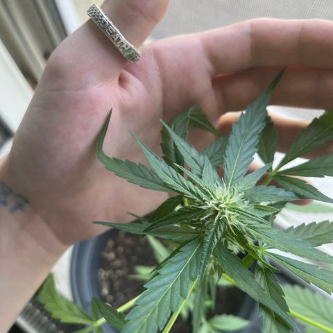 Purple Haze Automatic growlog timeline photo