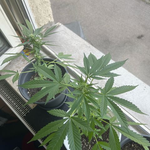 Pink Rozay Automatic growlog timeline photo