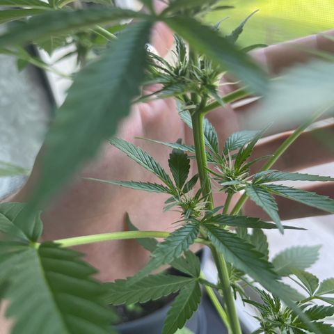 Pink Rozay Automatic growlog timeline photo