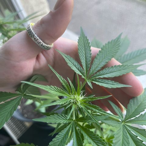 Pink Rozay Automatic growlog timeline photo