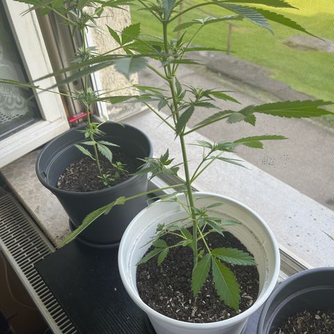 Pink Rozay Automatic growlog timeline photo