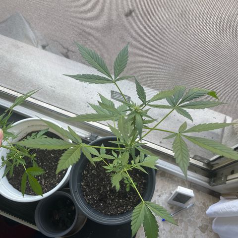 Jack Herer Automatic growlog timeline photo
