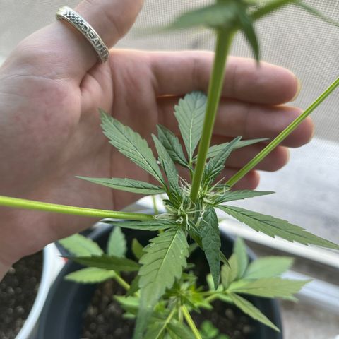 Jack Herer Automatic growlog timeline photo