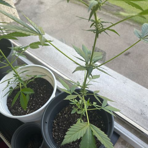 Jack Herer Automatic growlog timeline photo
