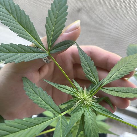 Jack Herer Automatic growlog timeline photo