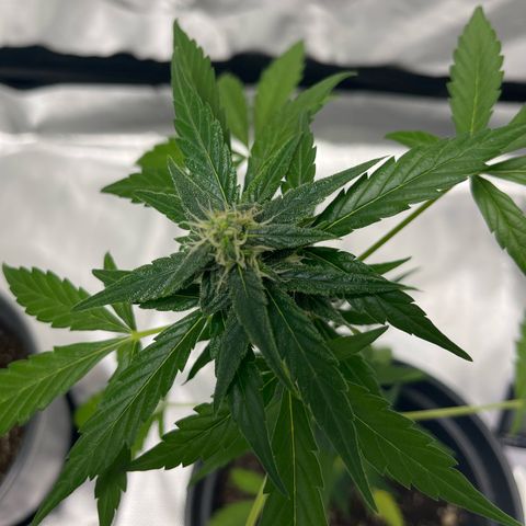Purple Haze Automatic growlog timeline photo