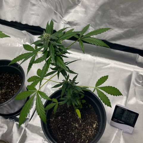 Purple Haze Automatic growlog timeline photo