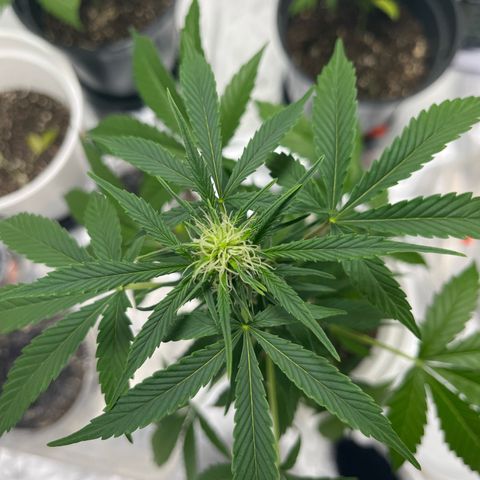 Pink Rozay Automatic growlog timeline photo