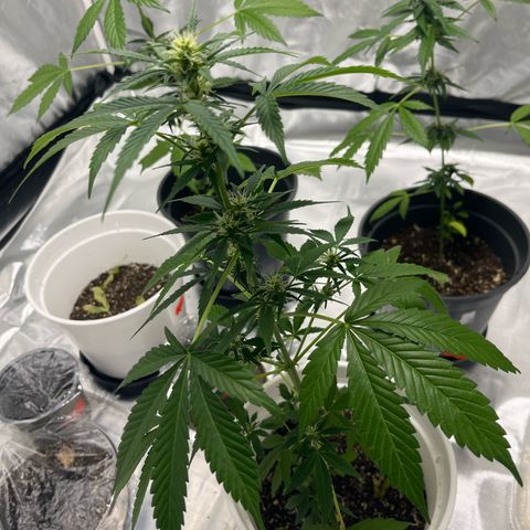 Pink Rozay Automatic growlog timeline photo