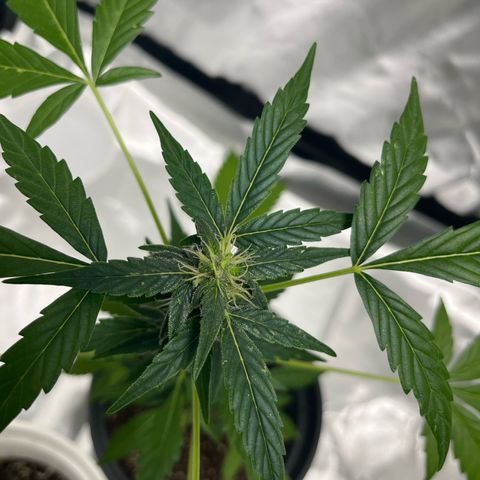 Jack Herer Automatic growlog timeline photo
