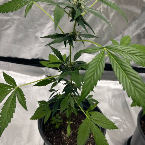 Jack Herer Automatic growlog timeline photo
