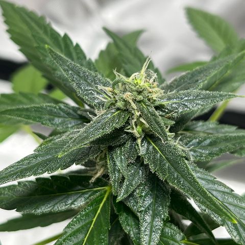 Purple Haze Automatic growlog timeline photo