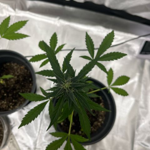 Purple Haze Automatic growlog timeline photo