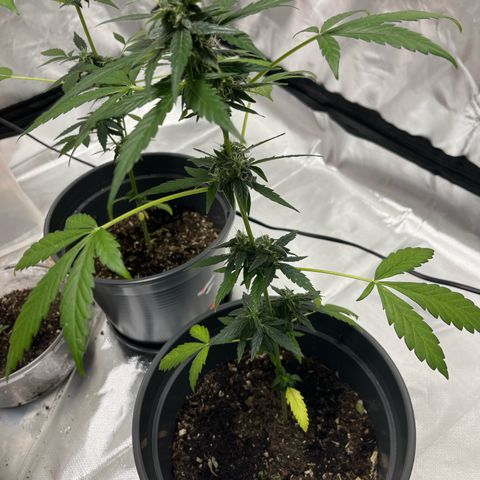 Purple Haze Automatic growlog timeline photo