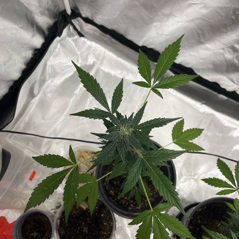 Jack Herer Automatic growlog timeline photo