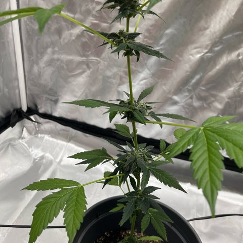 Jack Herer Automatic growlog timeline photo