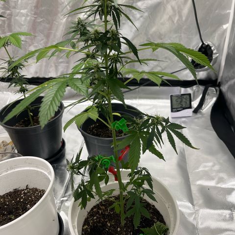 Pink Rozay Automatic growlog timeline photo