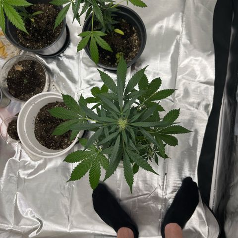 Pink Rozay Automatic growlog timeline photo